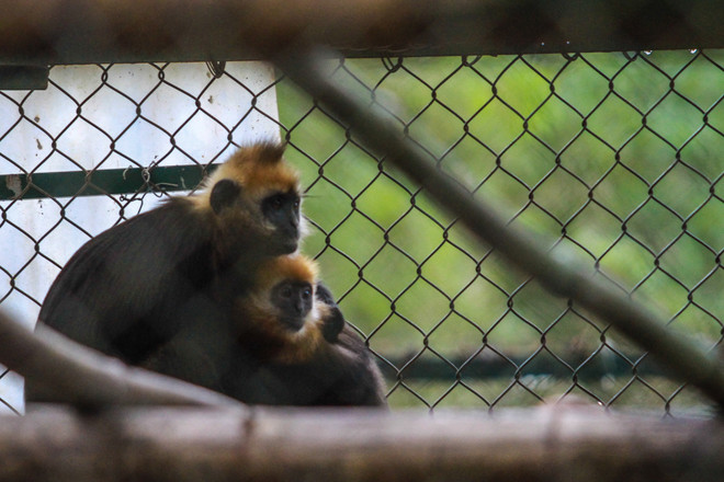 Đại sứ Ted Osius: Động vật hoang dã vẫn còn có cơ hội được bảo vệ ảnh 11