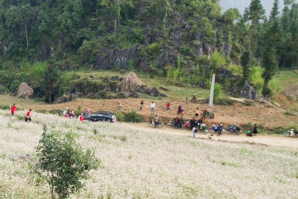 Rất nhiều khách du lịch đổ về Hà Giang vào mua hoa tam giác mạch. (Ảnh Minh Sơn/Vietnam+) Hà Giang: "Nở rộ" dịch vụ ăn theo mùa hoa tam giác mạch ảnh 1