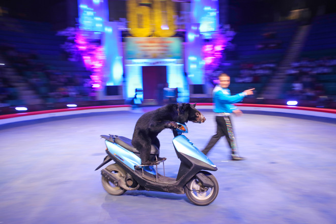 Gala xiếc quốc tế 2016: Ngày hội lớn của các nghệ sỹ và khán giả ảnh 16