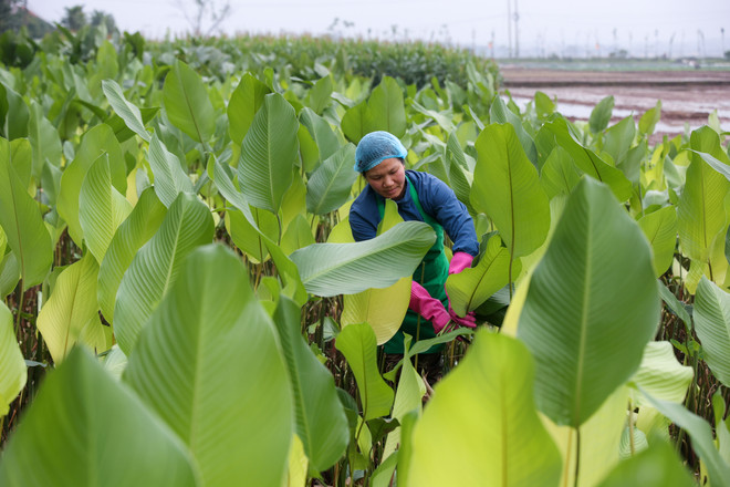 vnp_banh chung cat tru 3.jpg