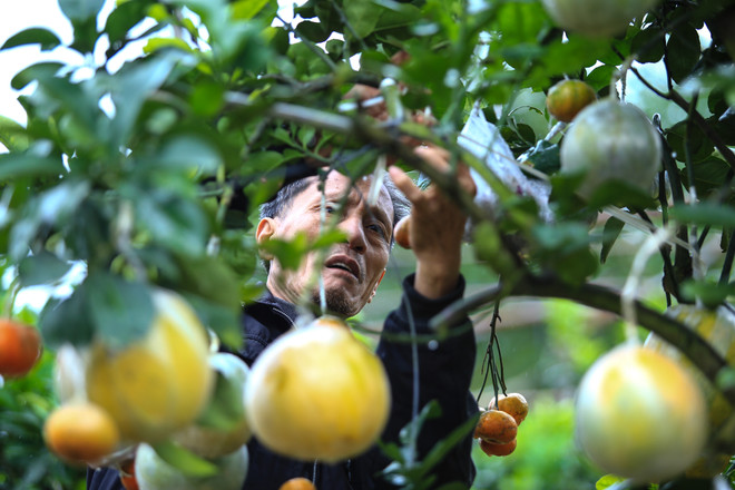 Lão nông “điên” với cây trồng 10 loại quả "siêu lạ" ở Hà Nội ảnh 3