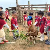 Các "du khách nhí" trải nghiệm cho dê ăn cỏ ở một nông trại ngoại thành Hà Nội. (Ảnh: CTV/Vietnam+)