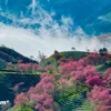 Sắc hoa mai anh đào bung nở tuyệt đẹp ở Sa Pa. (Ảnh: Hương Sơn/Vietnam+)