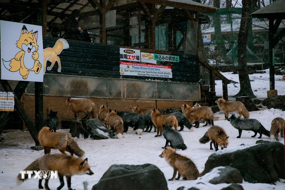 Làng Cáo (Fox Village) nằm ở núi Zao, tỉnh Miyagi, phía Đông Bắc Nhật Bản, là nơi sinh sống của hàng trăm chú cáo với nhiều chủng loại khác nhau. (Ảnh: Xuân Giao/TTXVN)