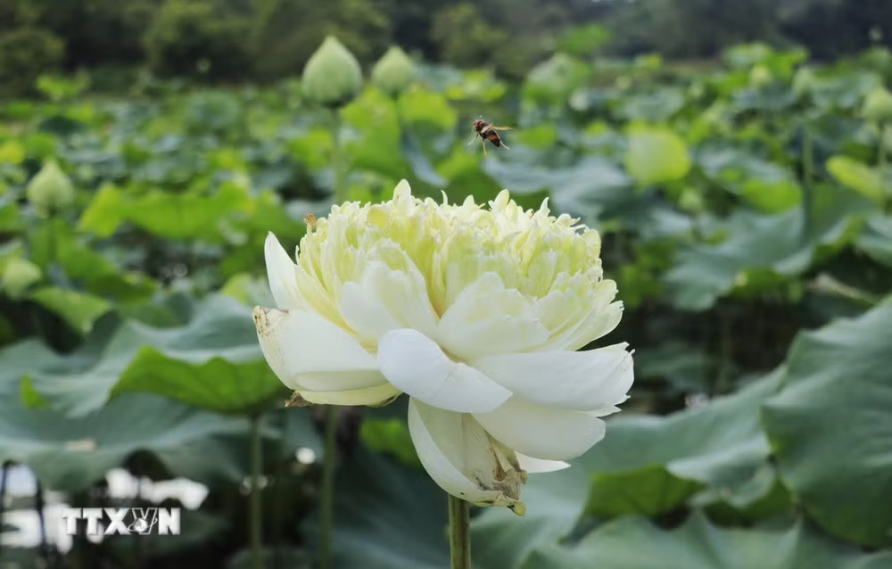 ttxvn-sen-lao-cai-4-resize.jpg