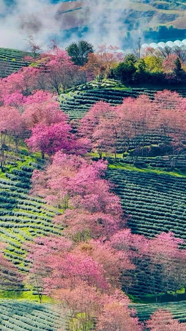 Ngắm 'dải lụa hồng' mai anh đào ở Sa Pa