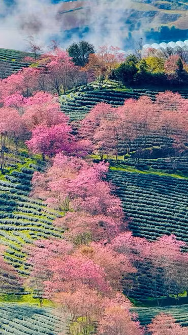 Ngắm 'dải lụa hồng' mai anh đào ở Sa Pa