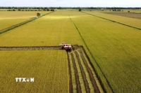 Thu hoạch diện tích thí điểm thực hiện Đề án sản xuất lúa chất lượng cao, phát thải thấp. (Ảnh: Nhựt An/TTXVN)