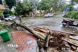 Cây xanh trên các tuyến đường phường Đồng Hới, tỉnh Quảng Trị, bị gãy đổ sau mưa bão. (Ảnh: Võ Dung/TTXVN)