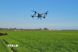 Sử dụng máy bay không người lái (drone) để phun thuốc trừ sâu. (Ảnh: Hoàng Nhị/TTXVN)