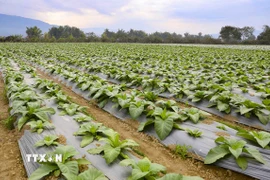 các đối tượng được miễn thuế sử dụng đất nông nghiệp thực hiện theo quy định tại Điều 1 Nghị quyết số 55/2010/QH12 ngày 24/11/2010 của Quốc hội. (Ảnh: Xuân Tư/TTXVN)