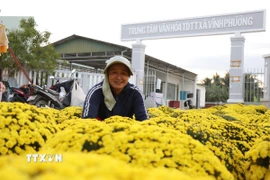 Nụ cười của chị Liên, phường Tây Nha Trang, tỉnh Khánh Hòa bán hoa cúc Ninh Giang sau những khó khăn do mưa lũ hồi tháng 11/2025 gây ra. (Ảnh: Phan Sáu/TTXVN)