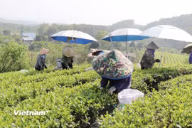 Bà con Tổ hợp tác sản xuất chè hữu cơ thị trấn Sông Cầu, huyện Đồng Hỷ thu hái chè. (Ảnh: Vietnam+)