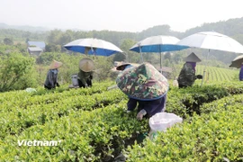 Bà con Tổ hợp tác sản xuất chè hữu cơ thị trấn Sông Cầu, huyện Đồng Hỷ thu hái chè. (Ảnh: Vietnam+)