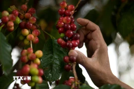 Thu hoạch càphê tại Fraijanes, Guatemala. (Ảnh: AFP/TTXVN)