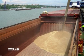 Lúa mỳ được chuyển lên tàu tại cảng quốc tế Rostov-on-Don để vận chuyển tới Thổ Nhĩ Kỳ, ngày 26/7/2023. (Ảnh: AFP/TTXVN)