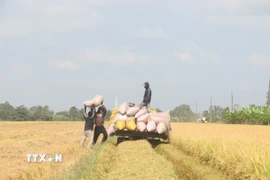 Nông dân thu hoạch lúa. (Ảnh: Thu Hiền/TTXVN)