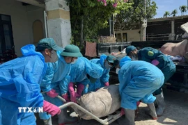 Lực lượng chức năng vận chuyển lợn nhiễm dịch tả châu Phi đi tiêu hủy. (Ảnh: Đinh Hương/TTXVN)