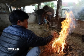 Người dân đốt củi sưởi ấm cho gia súc. (Ảnh: Phan Tuấn Anh/TTXVN)