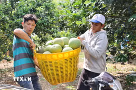 Vận chuyển bưởi lên xe đưa về điểm tập kết, phục vụ đóng gói xuất khẩu sang các thị trường quốc tế. (Ảnh: Hoàng Nhị/TTXVN)