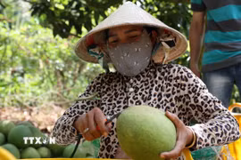 Nông dân kiểm tra chất lượng, phân loại mẫu mã bưởi da xanh ngay tại vườn nhằm bảo đảm tiêu chuẩn phục vụ xuất khẩu. (Ảnh: Hoàng Nhị/TTXVN)