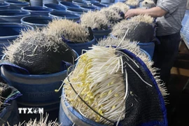 Mỗi thùng ngâm ủ được khoảng 15-16kg giá đỗ thành phẩm. (Ảnh: TTXVN phát)