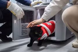 Một người chủ đón chú mèo của mình ra khỏi lồng vận chuyển thú cưng thông minh tại ga tàu Vũ Hán, thành phố Vũ Hán, tỉnh Hồ Bắc, Trung Quốc. (Nguồn: Xinhua)