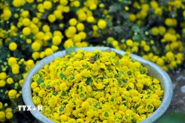 Cúc chi Hưng Yên hay còn gọi là cúc Tiến vua được sử dụng trong y học cổ truyền để bồi bổ sức khỏe và làm dịu một số triệu chứng bệnh thông thường hoặc để làm trà hoa cúc.. (Ảnh: Phạm Kiên/TTXVN)