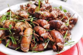 Ve sầu chiên.