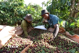 Thu hoạch càphê ở xã IAPhìn, tỉnh Gia Lai. (Ảnh: Vũ Sinh/TTXVN)