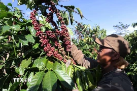Thu hoạch càphê ở xã IAPhìn, tỉnh Gia Lai. (Ảnh: Vũ Sinh/TTXVN)