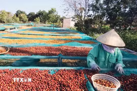 Nông dân trồng càphê Robusta tại Đắk Lắk đang phơi càphê sau thu hoạch. (Ảnh: Kha Phạm/TTXVN)