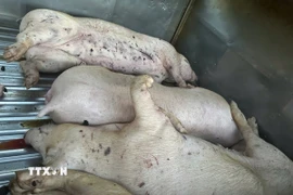 Số lợn chết trên xe chuẩn bị được đưa vào cơ sở giết mổ để tiêu thụ ở Quảng Trị. (Ảnh: TTXVN phát)