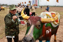 Các hoạ sỹ đang hoàn thiện vẽ trang trí trên trâu. (Ảnh: Trần Việt/TTXVN)