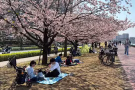 Hanami - Điểm đến của mùa Xuân Nhật Bản