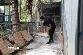 Trước nguy cơ dịch tả lợn châu Phi bùng phát trên diện rộng người chăn nuôi lợn tại xã Xuân Sơn, Thành phố Hồ Chí Minh phải tăng cường rắc vôi xung quanh trang trại. (Ảnh: Hoàng Nhị/TTXVN)