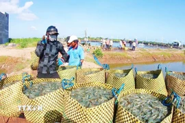 Người dân thu hoạch tôm. (Ảnh: TTXVN phát)