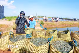 Người dân thu hoạch tôm. (Ảnh: TTXVN phát)