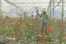 Giá hoa hồng Đà Lạt đã giảm mạnh sau thời điểm lễ 8/3 vừa qua. (Ảnh: Nguyễn Dũng/TTXVN)