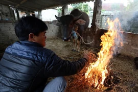 Người dân đốt củi sưởi ấm cho gia súc. (Ảnh: Phan Tuấn Anh/TTXVN)