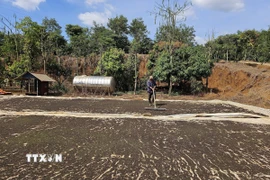 Nông dân tại huyện Đắk R’lấp (Đắk Nông) phơi hồ tiêu. (Ảnh: Ngọc Minh/TTXVN)