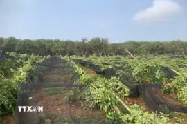 Mưa lớn kèm theo lốc xoáy làm gãy đổ hàng ngàn trụ tiêu ở xã Phước Sơn, tỉnh Đồng Nai. (Ảnh: Đậu Tất Thành/TTXVN)