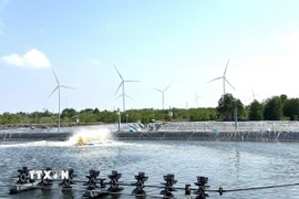 Nuôi tôm tuần hoàn dựa vào rừng ngập mặn, không xả thải ra môi trường. (Ảnh: Hoàng Liên Sơn/TTXVN)