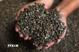 Càphê arabica tại Medan, Bắc Sumatra, Indonesia. (Ảnh: AFP/TTXVN)