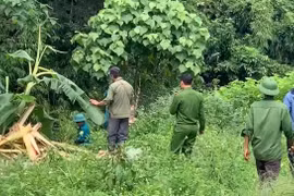 Khu vực ông Mã Văn T. nghi bị voi rừng tấn công. (Nguồn: Báo Đại biểu Nhân dân)