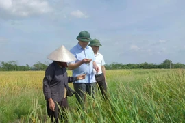 Giám đốc Sở Nông nghiệp và Môi trường Hà Nội Nguyễn Xuân Đại thăm cánh đồng lúa xã Hòa Phú. (Nguồn: Báo Kinh tế Đô thị)