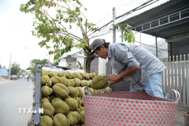 Nông dân Đồng Tháp vận chuyển sầu riêng đi tiêu (thụ.Ảnh: Công Trí/TTXVN)