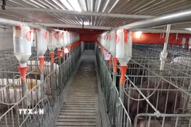 Một mô hình chăn nuôi công nghệ cao tại Gia Lai. (Ảnh: Hồng Điệp/TTXVN)