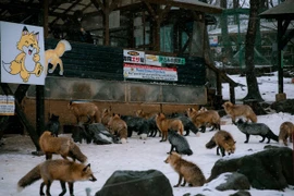 Làng Cáo (Fox Village) nằm ở núi Zao, tỉnh Miyagi, phía Đông Bắc Nhật Bản, là nơi sinh sống của hàng trăm chú cáo. (Ảnh: Xuân Giao/TTXVN)