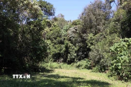 Rừng đặc dụng Mường Phăng. (Ảnh: Hải An-Xuân Tiến/TTXVN)